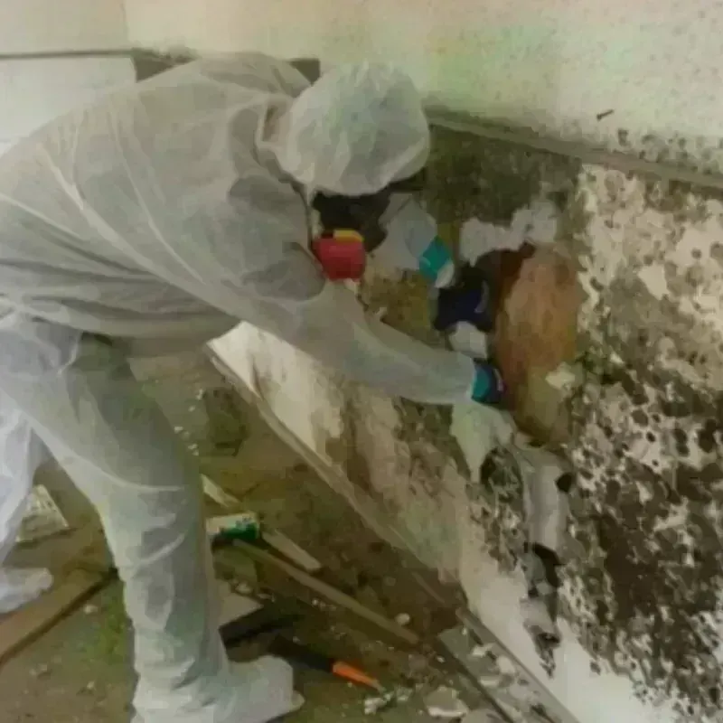 Mold Remediation and Removal in Fredericksburg, PA